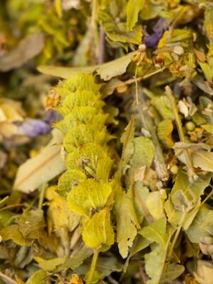 Tisanes Le Camphrier Visuel Sphère Pulmonaire